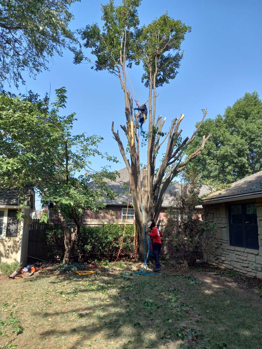 Tree Services in Broken Arrow, OK Tree Services in Broken Arrow, OK